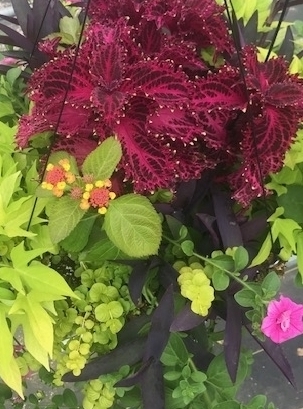 COMBO C 18